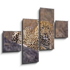 Obraz tydln 4D - 120 x 90 cm F_IB5242992 - Africa-Leopard - Afrika