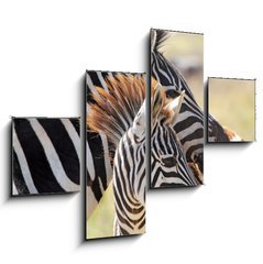 Obraz 4D tydln - 120 x 90 cm F_IB54195512 - Baby zebra with mother