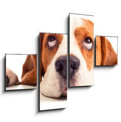 Obraz   beagle head isolated on white, 120 x 90 cm