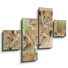 Obraz 4D tydln - 120 x 90 cm F_IB57547557 - Pride of Lions, Serengeti, Tanzania