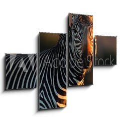 Obraz   Cape Mountain Zebra portrait, 120 x 90 cm