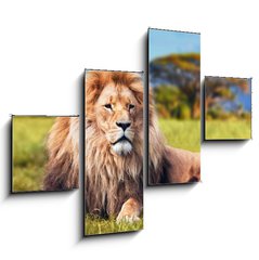 Obraz 4D tydln - 120 x 90 cm F_IB58606525 - Big lion lying on savannah grass. Kenya, Africa - Velk lva lec na savanov trv. Kea, Afrika