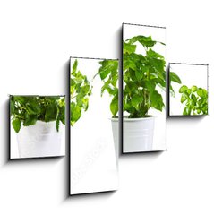 Obraz 4D tydln - 120 x 90 cm F_IB59972855 - set of potted green plants