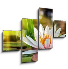 Obraz   water lily, 120 x 90 cm