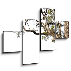 Obraz 4D tydln - 120 x 90 cm F_IB60475741 - Big tree on a white background