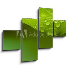 Obraz 4D tydln - 120 x 90 cm F_IB61503897 - Plant - Rostlina