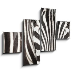 Obraz   Close up of zebra head and body with beautiful striped pattern, 120 x 90 cm