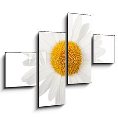 Obraz   White daisy, 120 x 90 cm