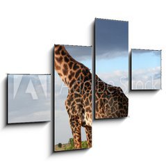 Obraz 4D tydln - 120 x 90 cm F_IB68090658 - Girafe mle qui parade