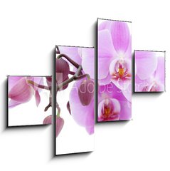 Obraz   Violet orchid, 120 x 90 cm