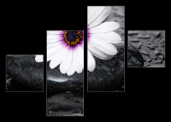 Obraz   Macro of beautiful white gerbera with wet stones, 120 x 90 cm