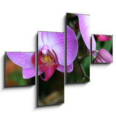 Obraz 4D tydln - 120 x 90 cm F_IB71782201 - Beautiful purple orchid - phalaenopsis