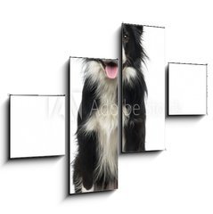 Obraz 4D tydln - 120 x 90 cm F_IB77673572 - Border Collie (2 years old)