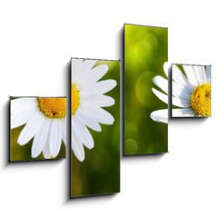 Obraz 4D tydln - 120 x 90 cm F_IB80255596 - White daisy flowers . - Bl sedmikrsky.