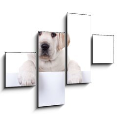 Obraz 4D tydln - 120 x 90 cm F_IB80290428 - Puppy dog holding sign or banner isolated