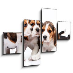 Obraz 4D tydln - 120 x 90 cm F_IB82868571 - Beagle puppies on white background