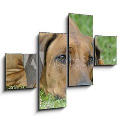 Obraz 4D tydln - 120 x 90 cm F_IB83953223 - dog on the grass