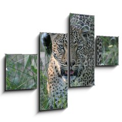 Obraz tydln 4D - 120 x 90 cm F_IB8415986 - leopard