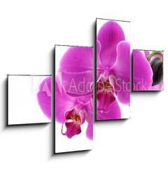 Obraz   Orchidea fiorita, 120 x 90 cm