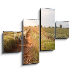 Obraz 4D tydln - 120 x 90 cm F_IB86512213 - Harvested lavender field