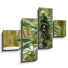Obraz 4D tydln - 120 x 90 cm F_IB9135010 - cannabis - konop