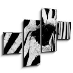 Obraz   zebra in field, 120 x 90 cm