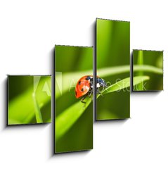 Obraz   Ladybug, 120 x 90 cm