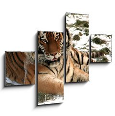 Obraz 4D tydln - 120 x 90 cm F_IB9779965 - Tiger