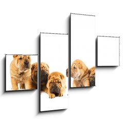 Obraz   Group of beautiful sharpei puppies isolated on white background, 120 x 90 cm