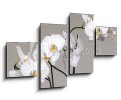 Obraz 4D tydln - 100 x 60 cm F_IS113446694 - White Phalaenopsis orchid