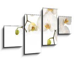 Obraz 4D tydln - 100 x 60 cm F_IS11459178 - White orchid