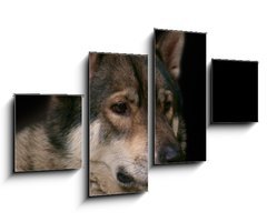 Obraz   Wolf / Portrait of wolf on black background., 100 x 60 cm