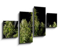 Obraz 4D tydln - 100 x 60 cm F_IS12303804 - Ganja11