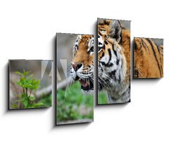 Obraz 4D tydln - 100 x 60 cm F_IS12988671 - Tiger