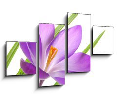 Obraz   violet spring crocuses, 100 x 60 cm