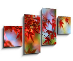Obraz 4D tydln - 100 x 60 cm F_IS138623 - japanese red maple in autumn - japonsk erven javor na podzim