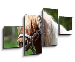 Obraz 4D tydln - 100 x 60 cm F_IS13919902 - Shetland-Pony