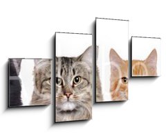 Obraz   closeup portrait of a group of cats of different breeds sitting in a line isolated over white background, 100 x 60 cm