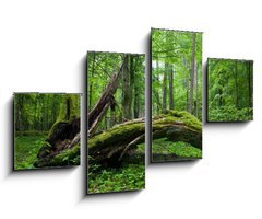 Obraz   Deciduous stand of Bialowieza Forest, 100 x 60 cm