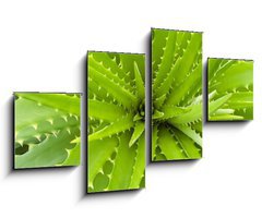 Obraz 4D tydln - 100 x 60 cm F_IS14463582 - Aloe vera