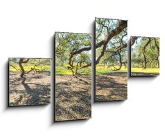Obraz 4D tydln - 100 x 60 cm F_IS147965977 - Panoramic view of Oak Alley Plantation, Louisiana