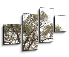 Obraz 4D tydln - 100 x 60 cm F_IS149190909 - tree isolated on white background.