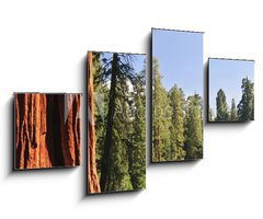 Obraz 4D tydln - 100 x 60 cm F_IS15203016 - Sequoia National forest, CA - Sequoia nrodn les, CA