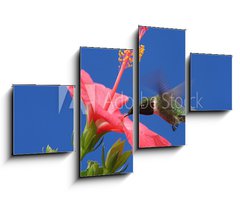 Obraz 4D tydln - 100 x 60 cm F_IS15250716 - Ruby-throated Hummingbird - Rubn