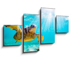 Obraz   An endangered Hawaiian Green Sea Turtle cruises in the warm waters of the Pacific Ocean in Hawaii., 100 x 60 cm