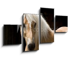 Obraz 4D tydln - 100 x 60 cm F_IS15900337 - Haflinger Portrait