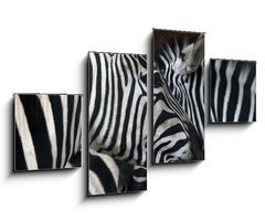 Obraz   zebras, 100 x 60 cm