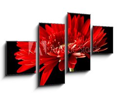 Obraz 4D tydln - 100 x 60 cm F_IS18414597 - Red daisy-gerbera on black background.