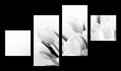 Obraz 4D tydln - 100 x 60 cm F_IS191478051 - White tulips on white background bw