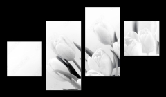 Obraz   White tulips on white background bw, 100 x 60 cm